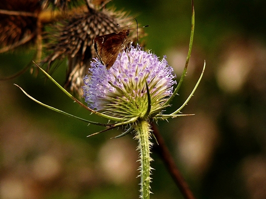 {Dipsacus fullonum}